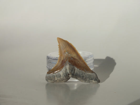 1.42" Hemipristis Serra Tooth (Bone Valley)