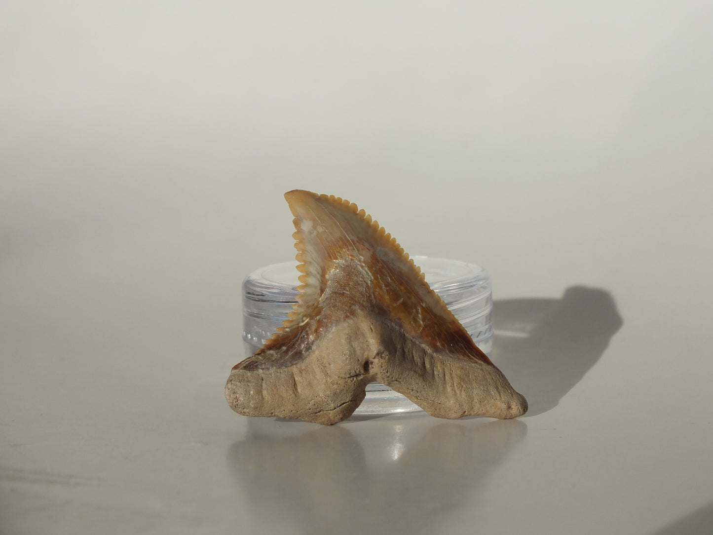 1.43" Hemipristis Serra Tooth (Bone Valley)