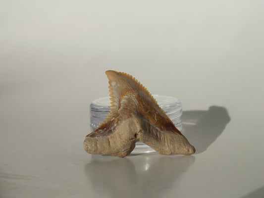 1.43" Hemipristis Serra Tooth (Bone Valley)