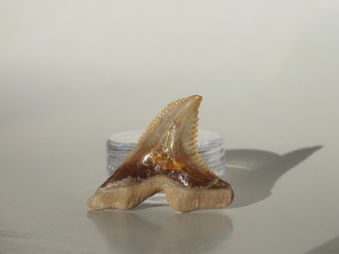 1.43" Hemipristis Serra Tooth (Bone Valley)