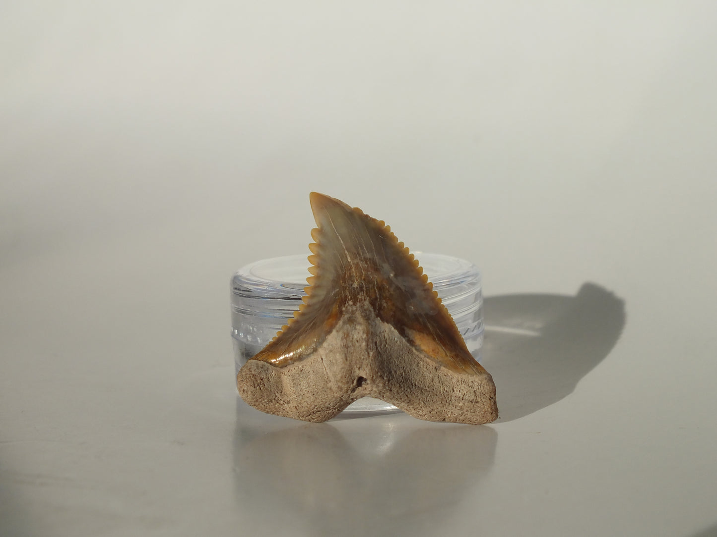 1.3" Hemipristis Serra Tooth (Bone Valley)