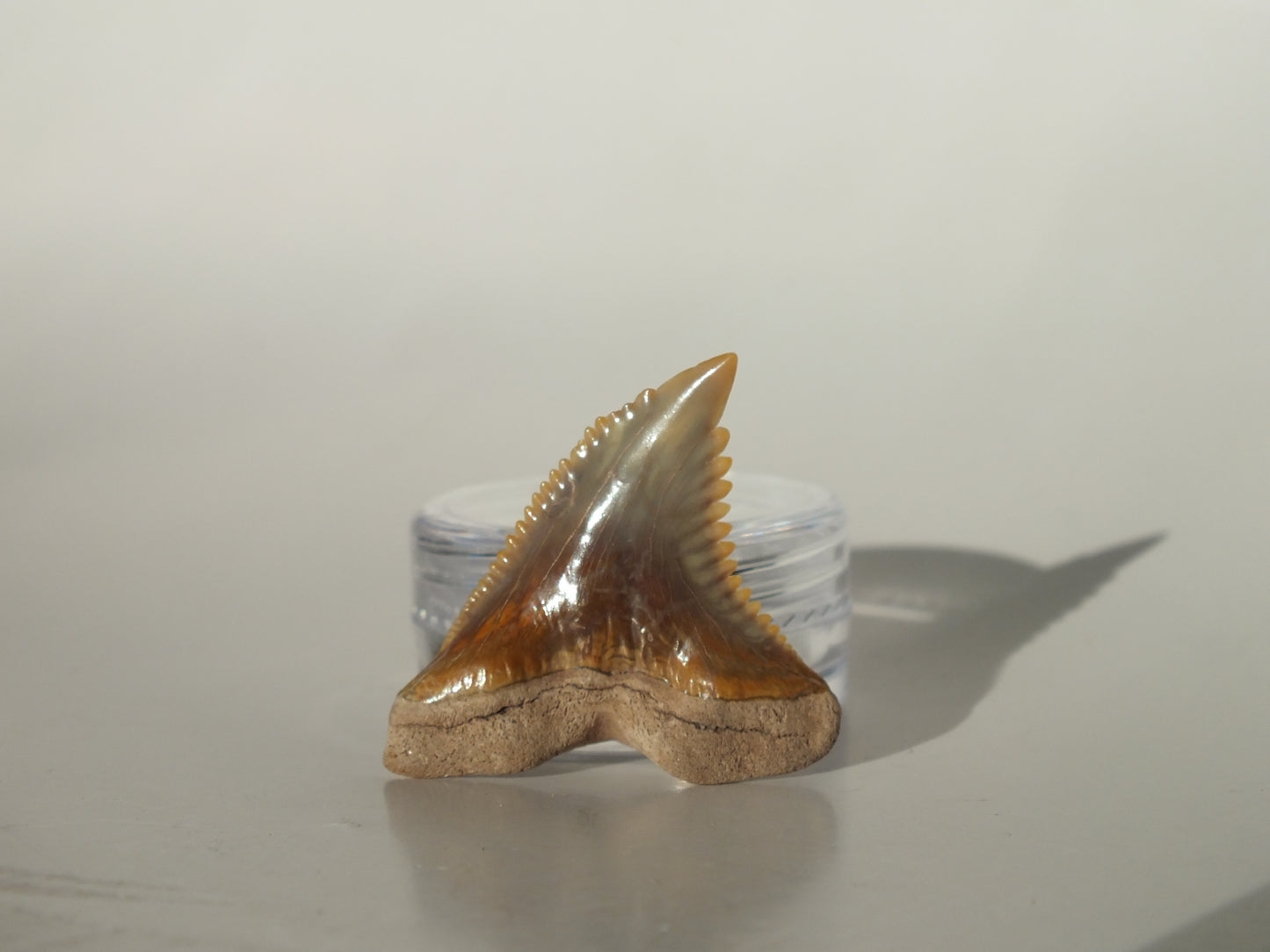 1.3" Hemipristis Serra Tooth (Bone Valley)