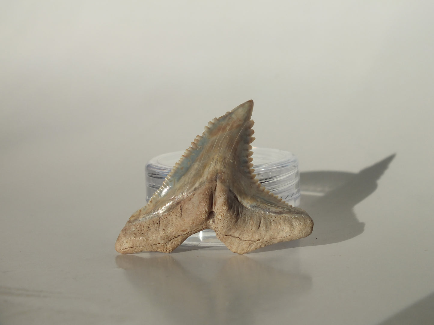 1.45" Hemipristis Serra Tooth (Bone Valley)