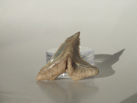 1.45" Hemipristis Serra Tooth (Bone Valley)