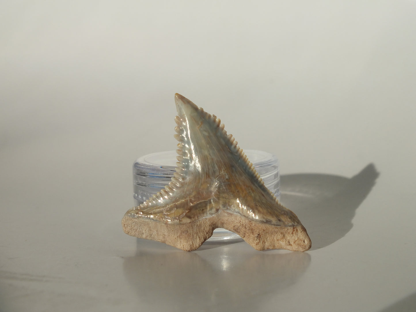 1.45" Hemipristis Serra Tooth (Bone Valley)