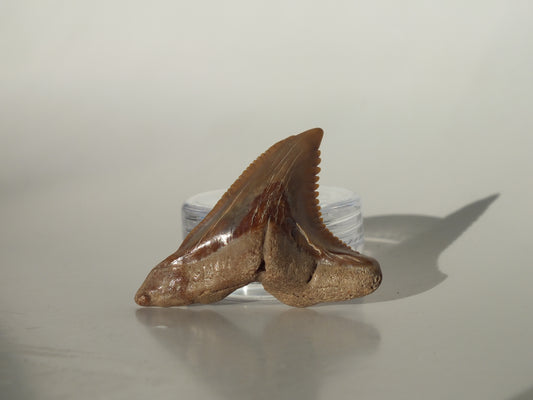 1.53" Hemipristis Serra Tooth (Bone Valley)