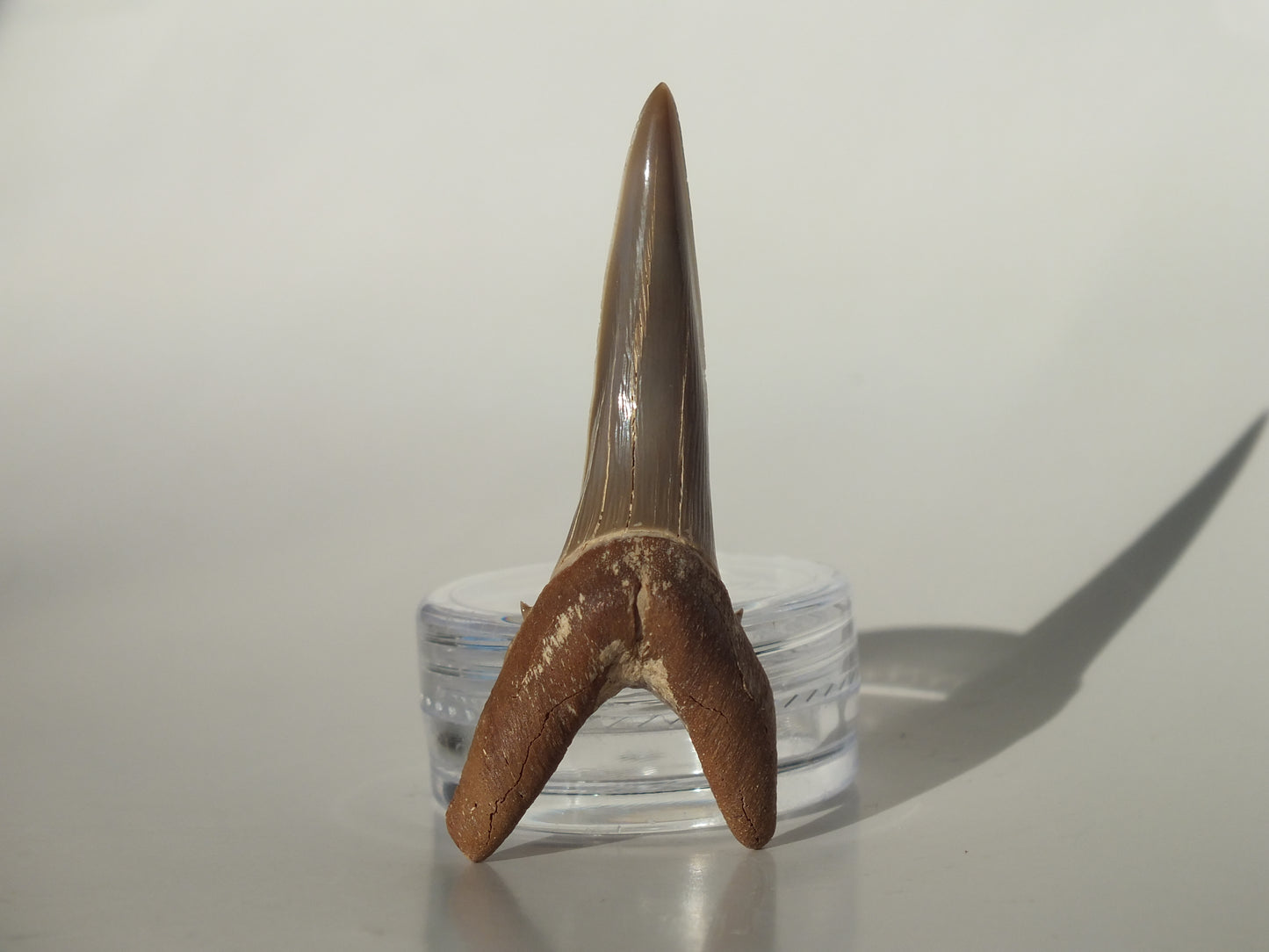 1.95" Striatolamia rossica (Kazakhstan)