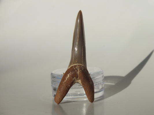 1.95" Striatolamia rossica (Kazakhstan)