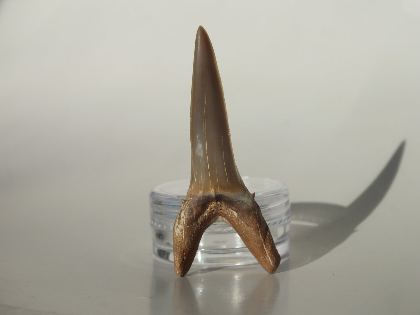 1.95" Striatolamia rossica (Kazakhstan)