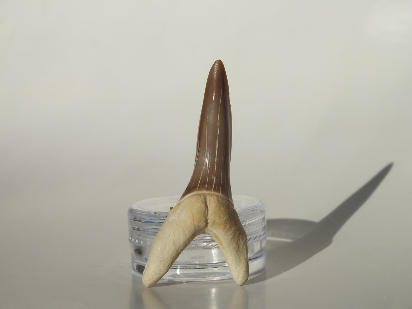 1.83" Striatolamia rossica (Kazakhstan)