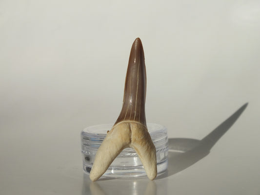 1.83" Striatolamia rossica (Kazakhstan)