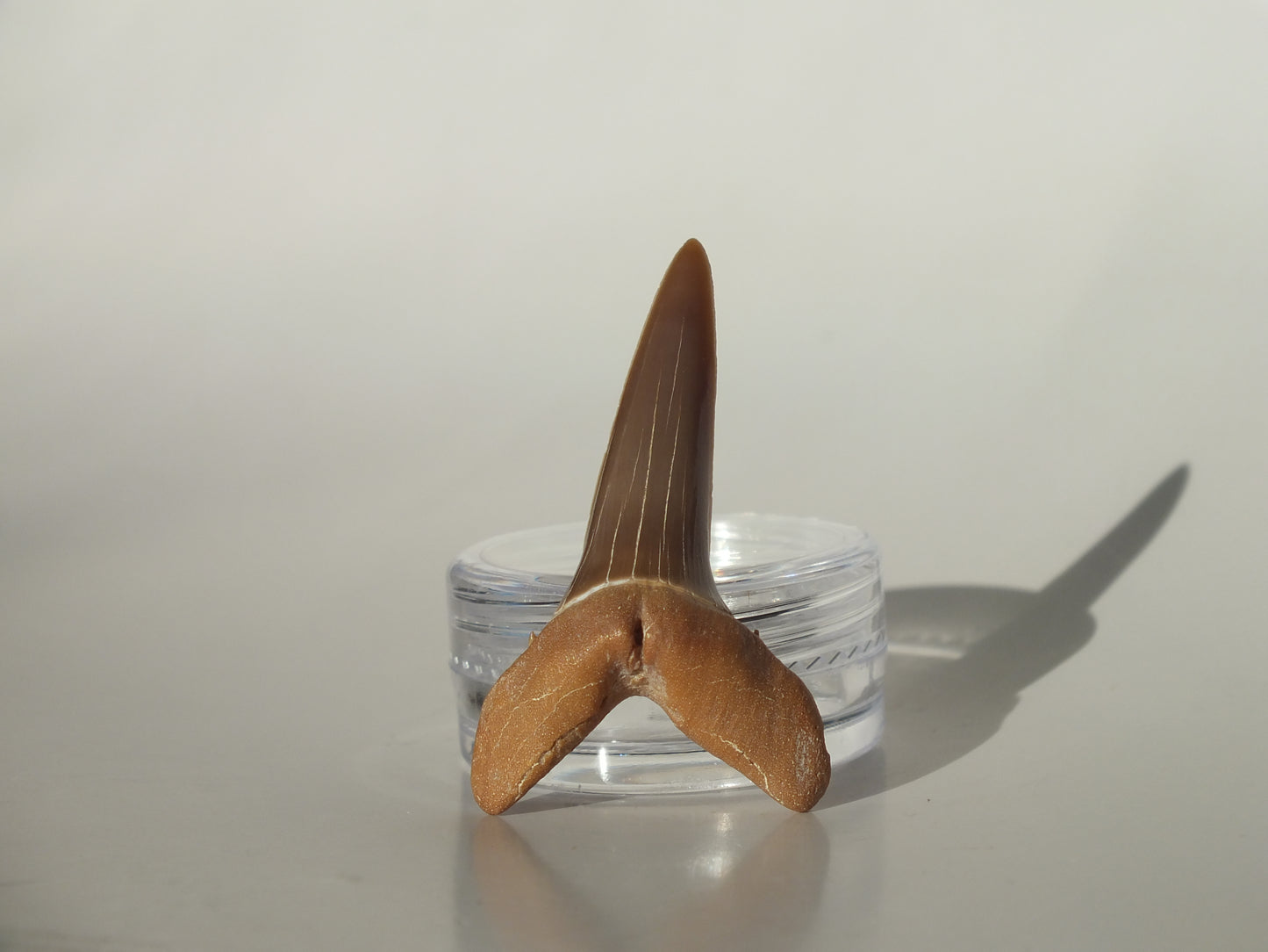 1.53" Striatolamia rossica (Kazakhstan)