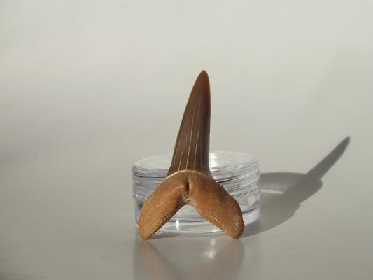 1.53" Striatolamia rossica (Kazakhstan)