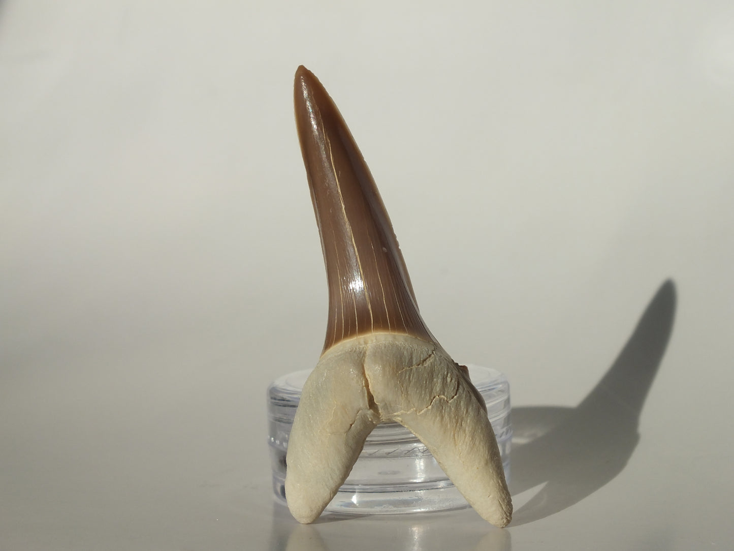 2.22" Striatolamia rossica (Kazakhstan)