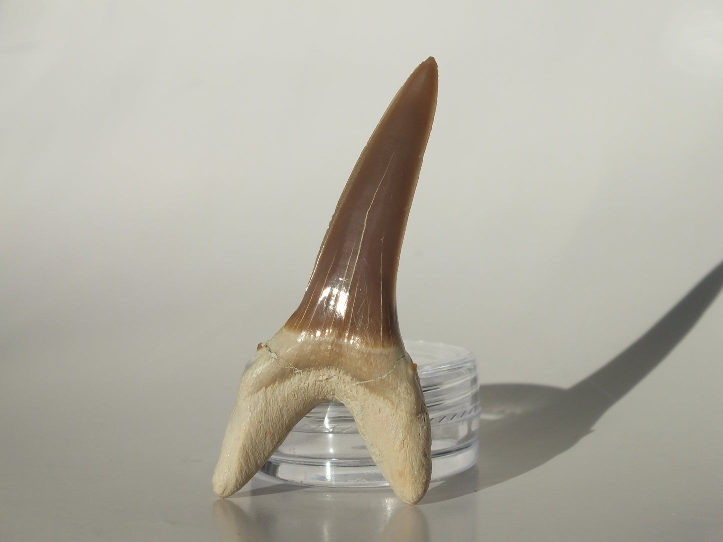 2.22" Striatolamia rossica (Kazakhstan)