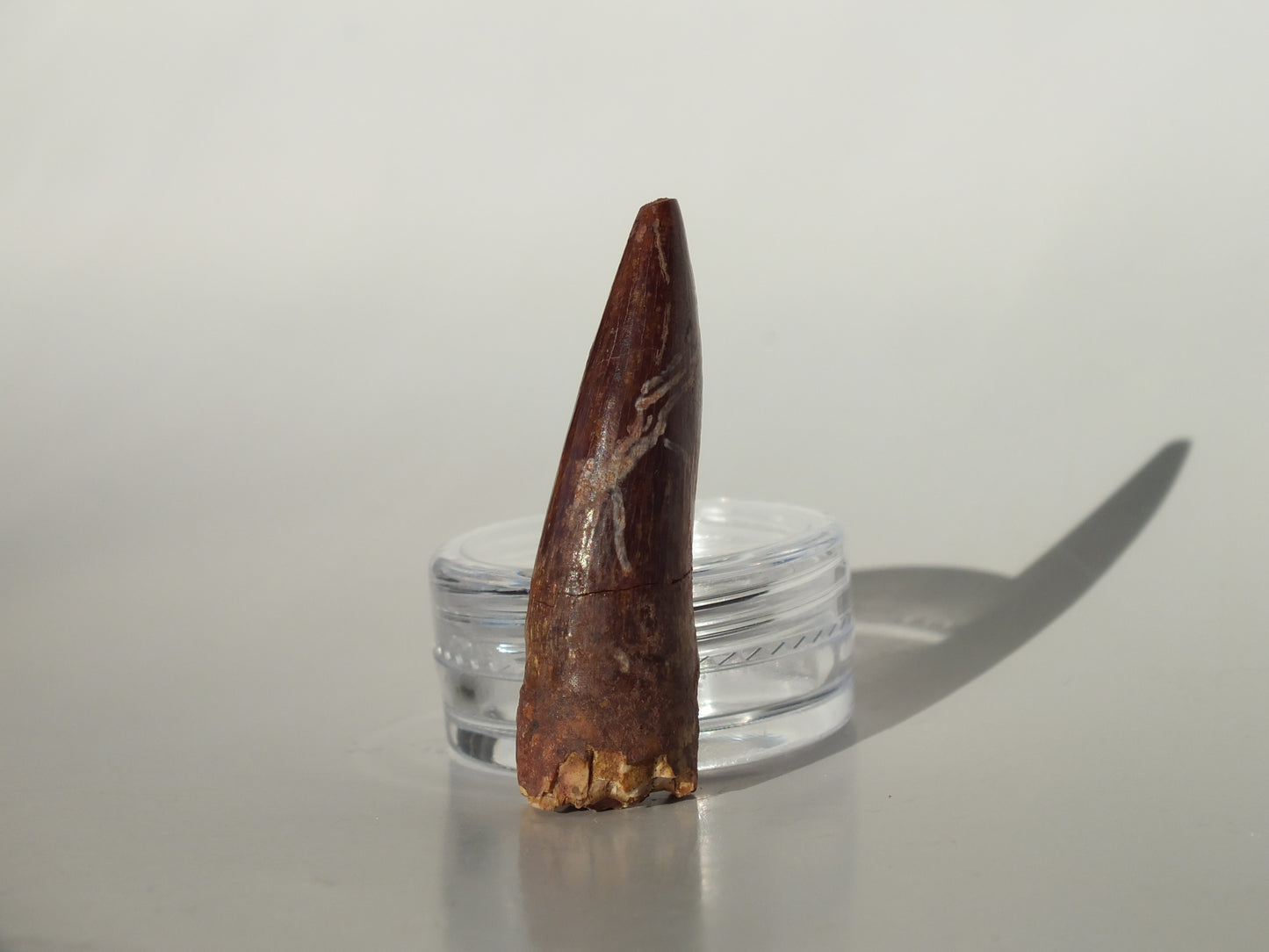 1.56" Redondasaurus (Bull Canyon)