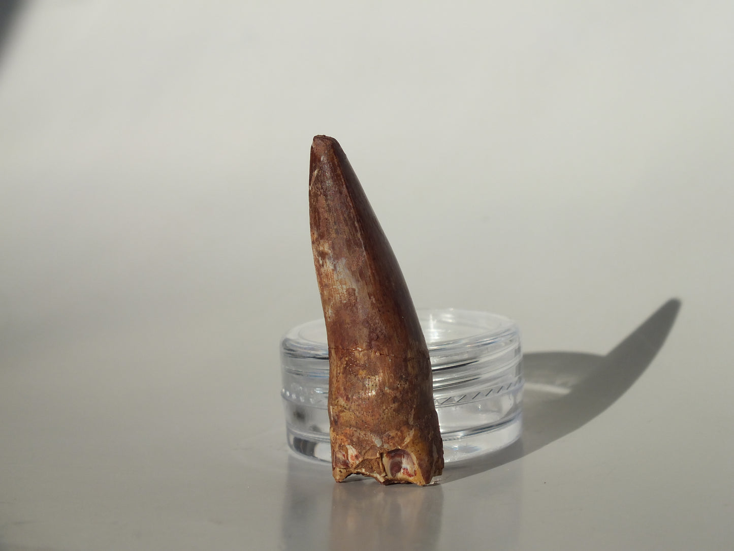 1.56" Redondasaurus (Bull Canyon)