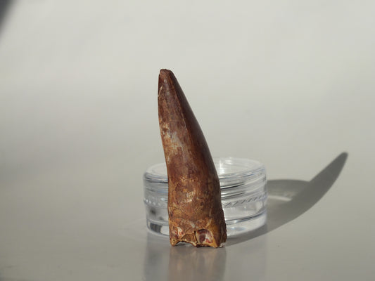 1.56" Redondasaurus (Bull Canyon)