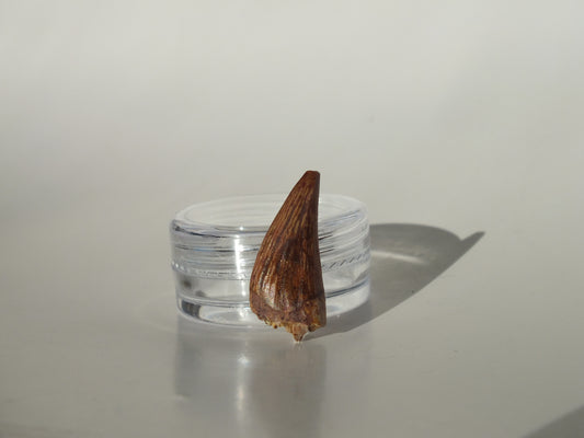 0.92" Redondasaurus (Bull Canyon)