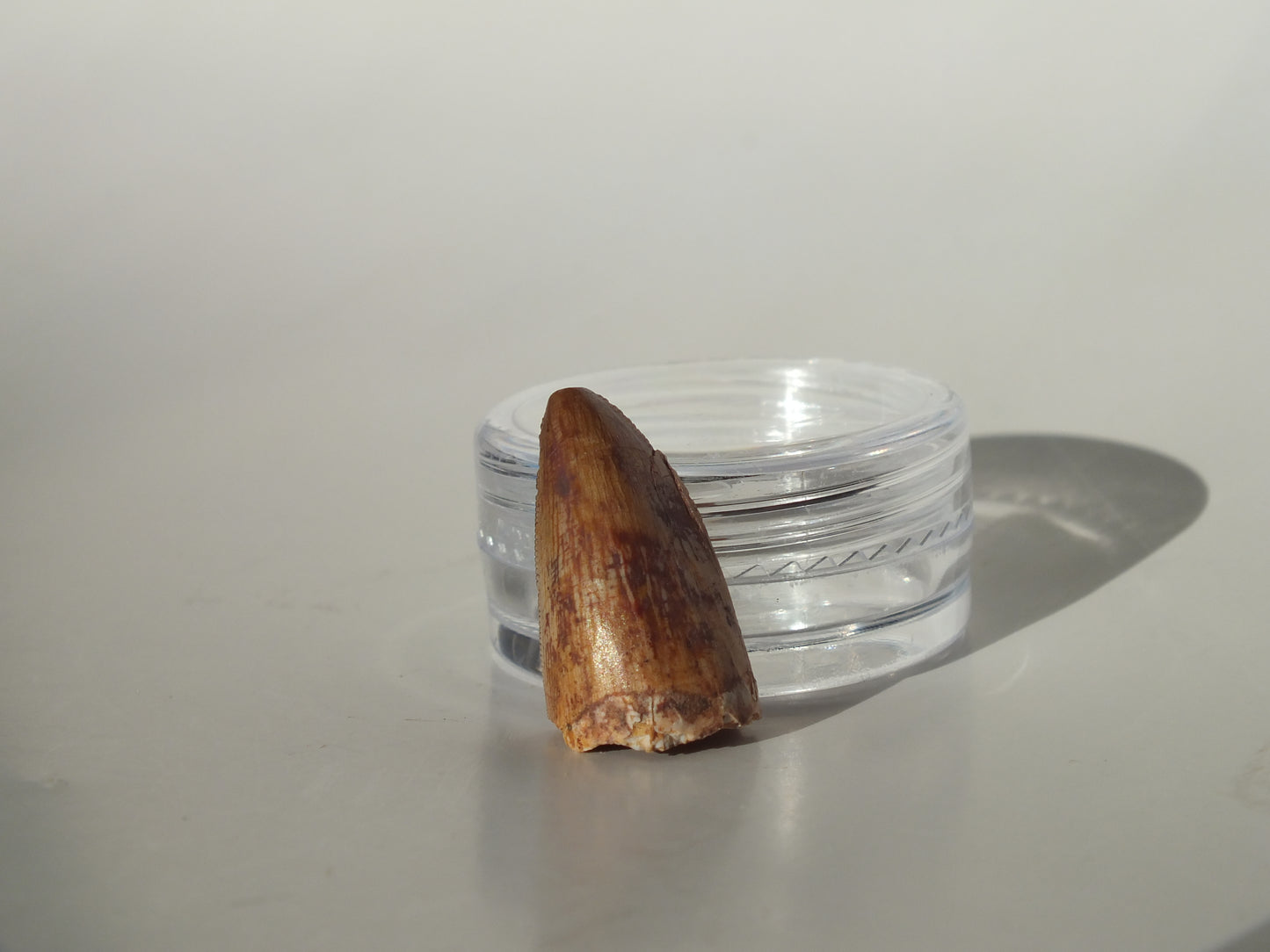 0.86" Serrated Redondasaurus (Bull Canyon)