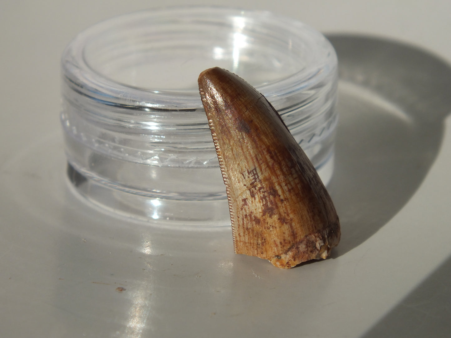 0.86" Serrated Redondasaurus (Bull Canyon)