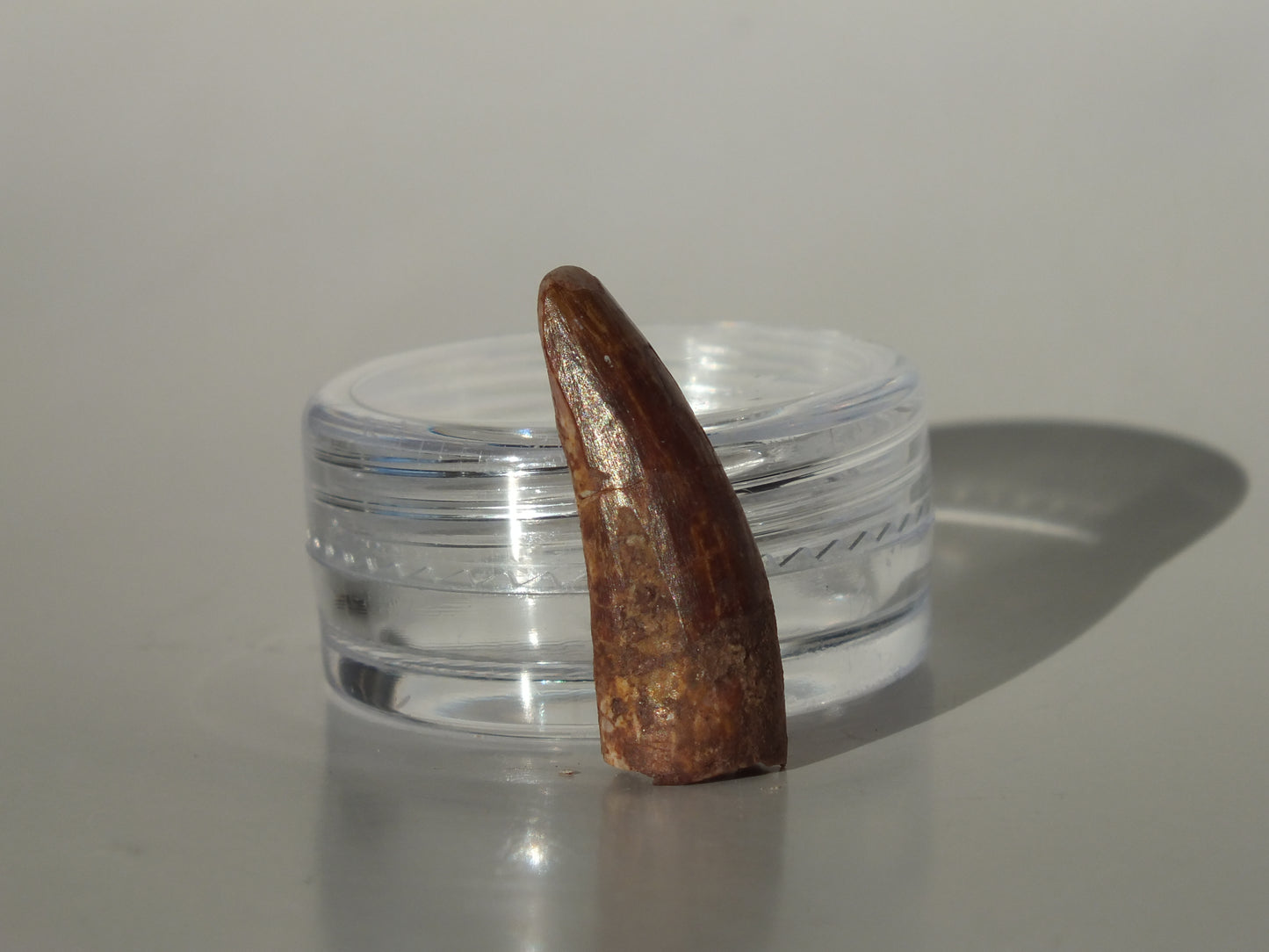 0.94" Redondasaurus (Bull Canyon)