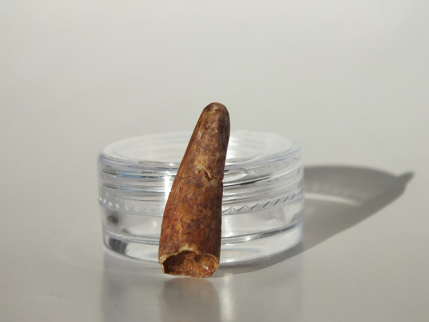 0.94" Redondasaurus (Bull Canyon)