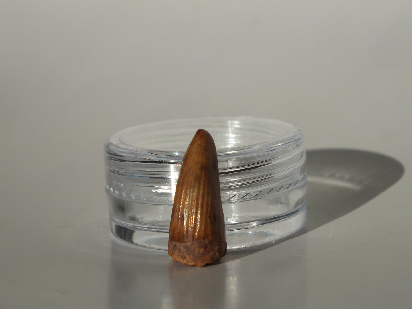 0.75" Redondasaurus (Bull Canyon)