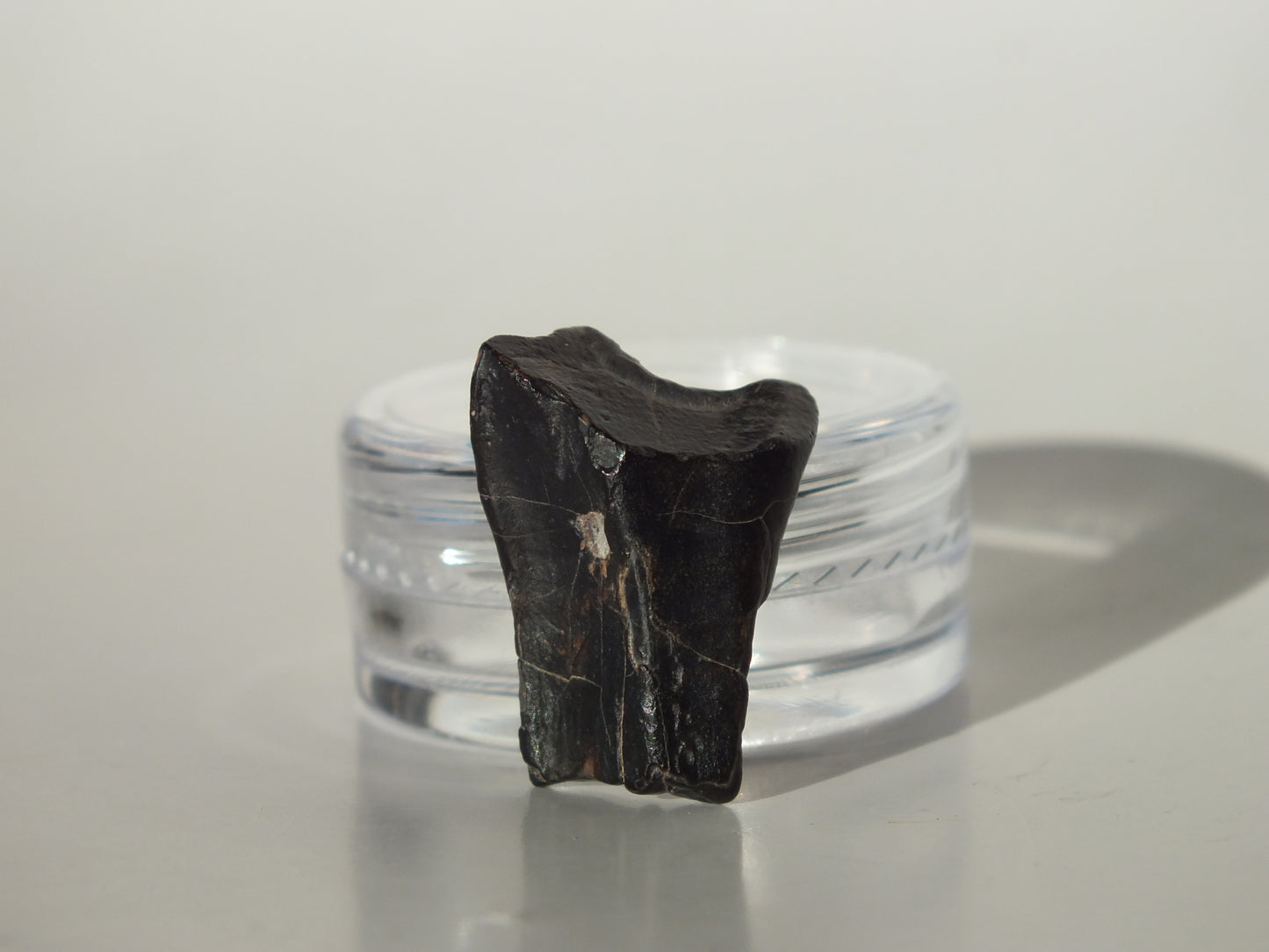 0.8" Ouranosaurus Tooth (Niger)