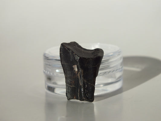0.8" Ouranosaurus Tooth (Niger)