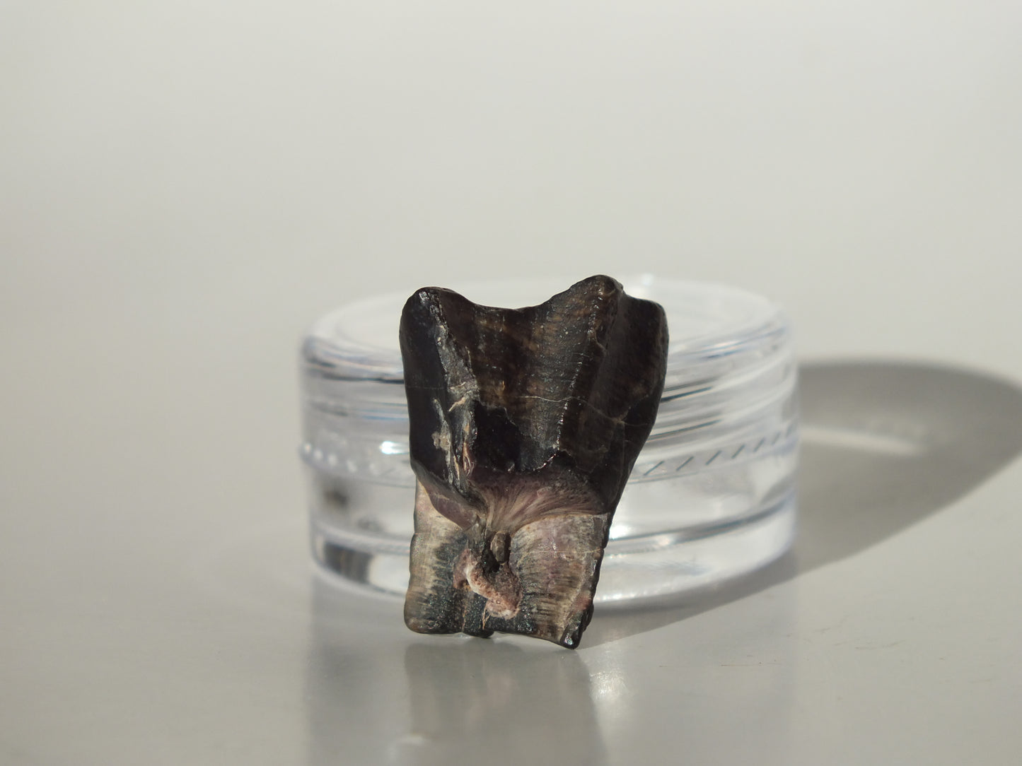 0.8" Ouranosaurus Tooth (Niger)