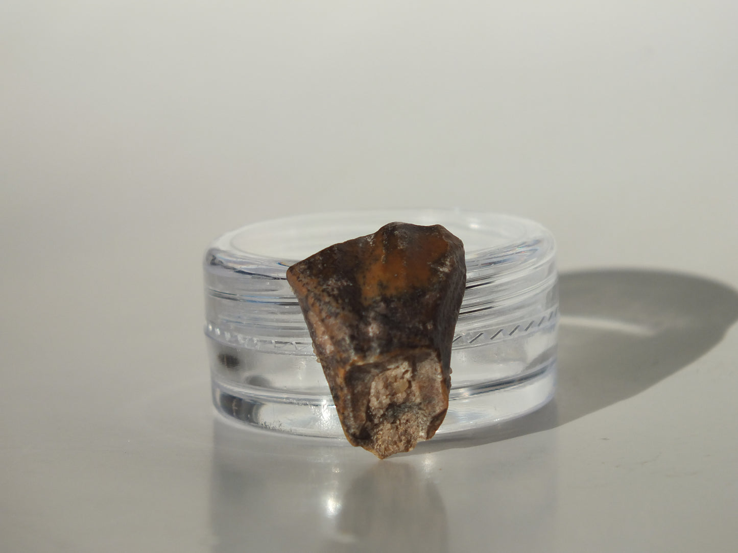 0.73" Ouranosaurus Tooth (Niger)