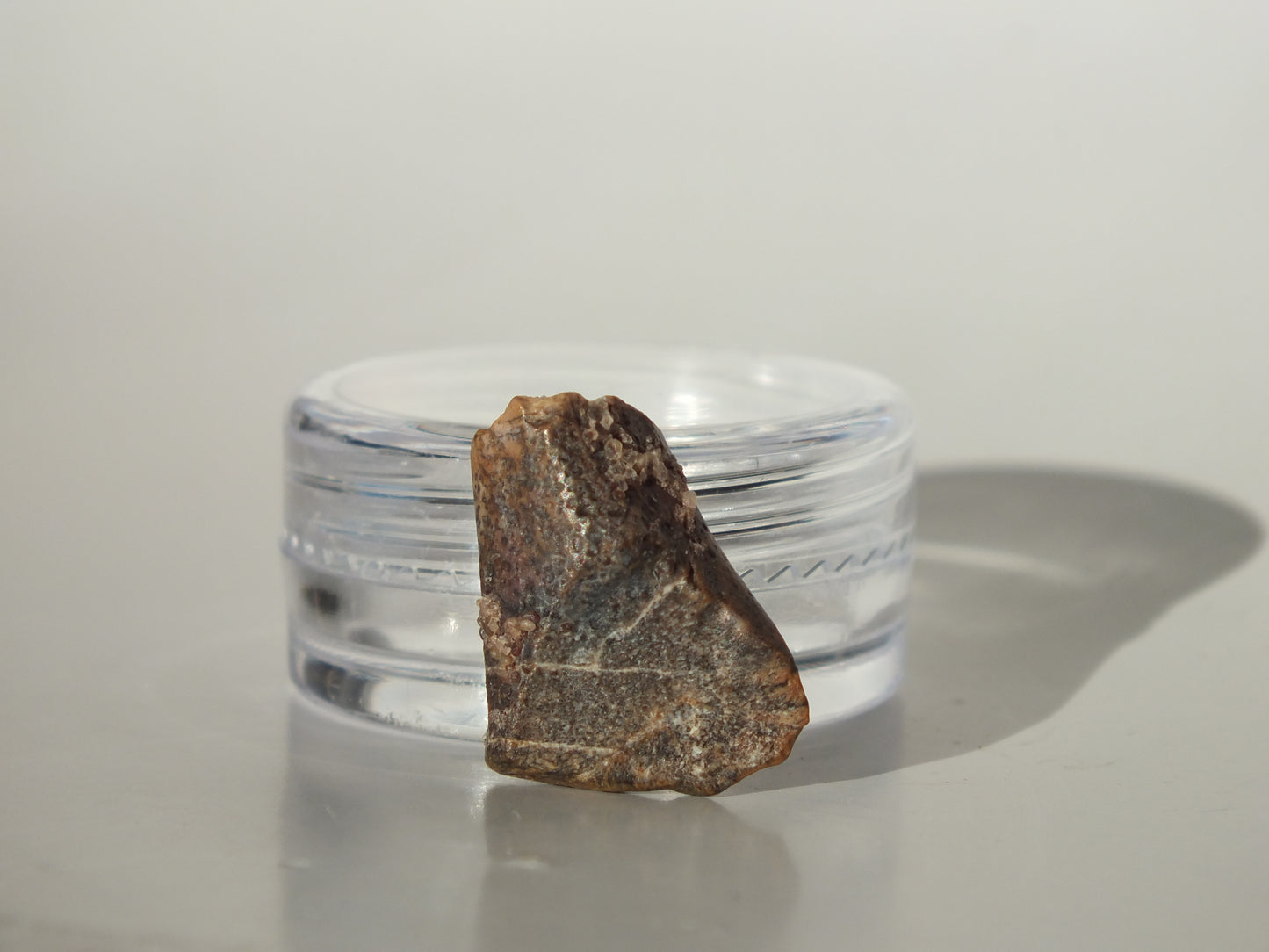 0.73" Ouranosaurus Tooth (Niger)