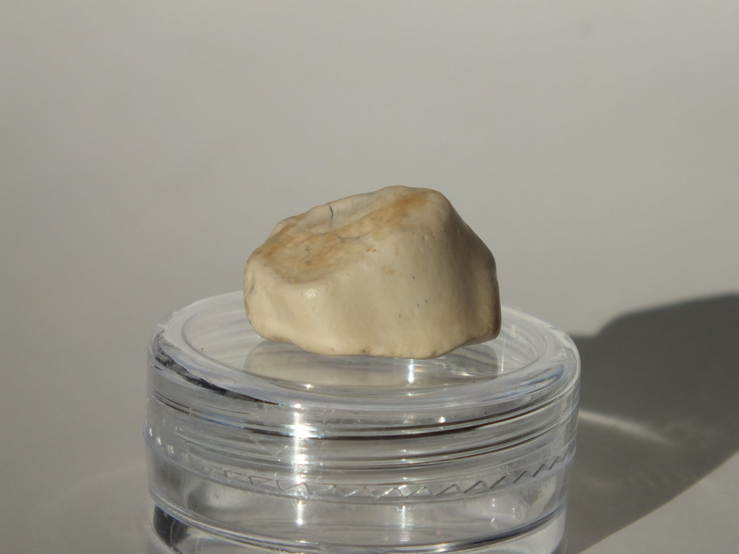 0.69" Ouranosaurus Tooth (Niger)
