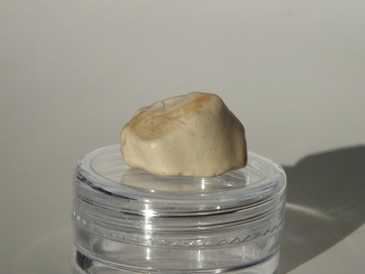 0.69" Ouranosaurus Tooth (Niger)
