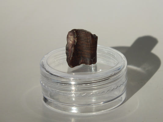 0.5" Ouranosaurus Tooth (Niger)