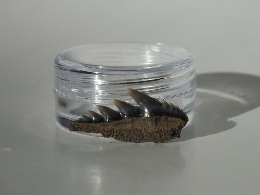 0.91" Cow Shark Tooth (Calvert Cliff)