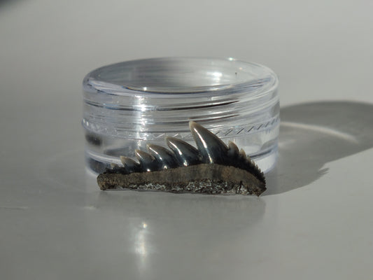 0.95" Cow Shark Tooth (Calvert Cliff)