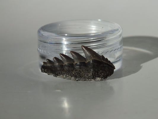 0.94" Cow Shark Tooth (Calvert Cliff)