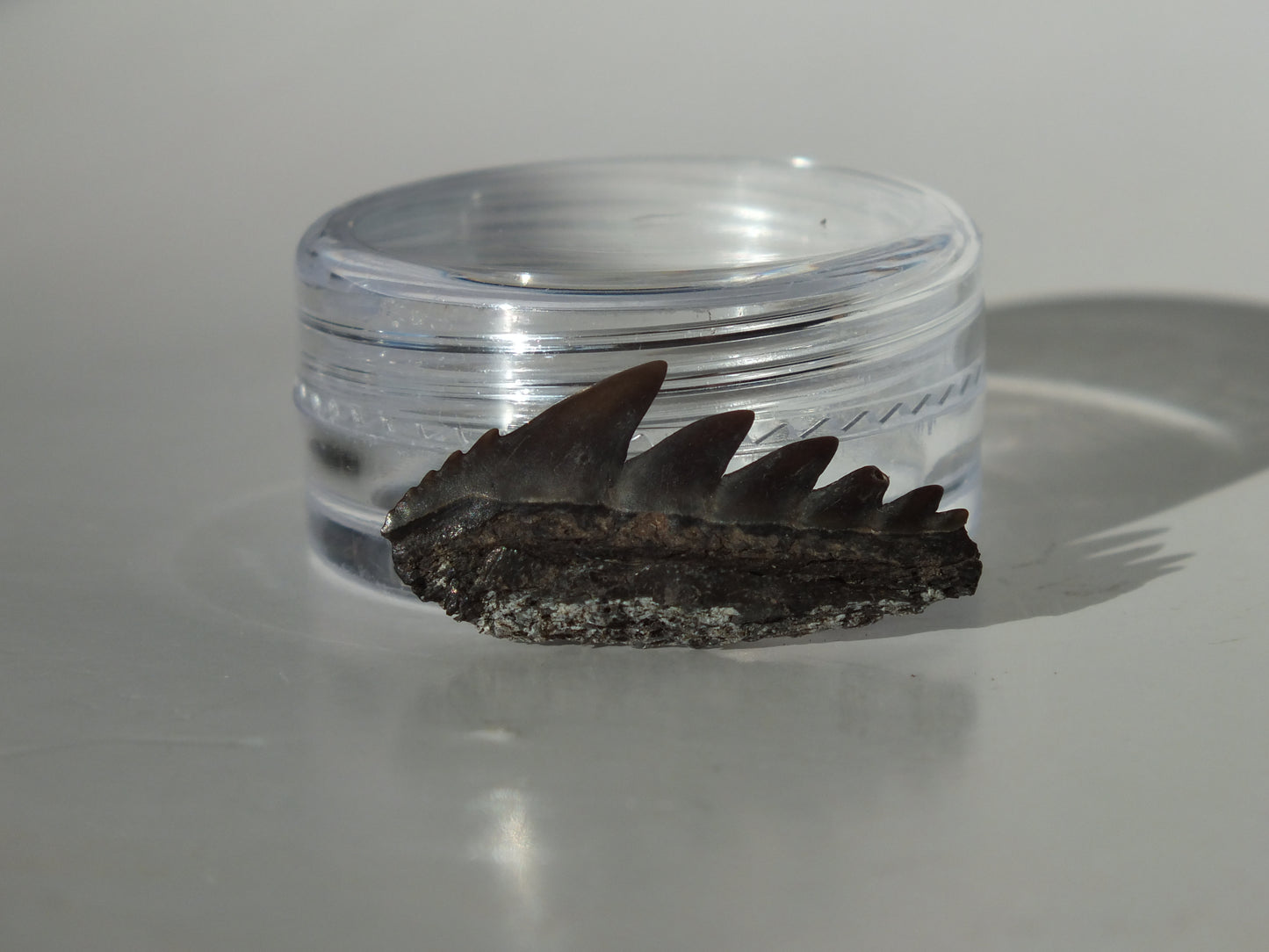 0.94" Cow Shark Tooth (Calvert Cliff)