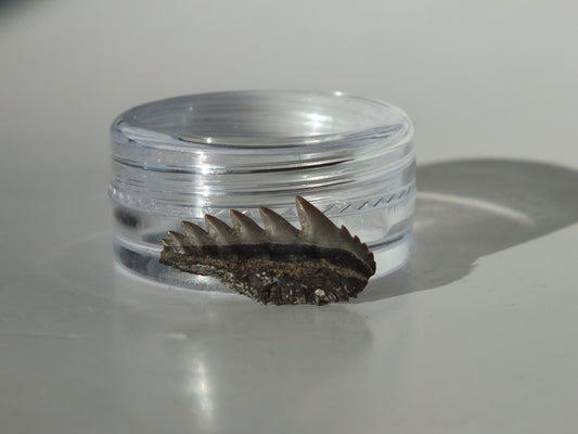 0.76" Cow Shark Tooth (Calvert Cliff)