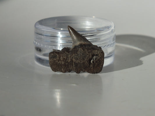 0.75" Cow Shark Upper Tooth (Calvert Cliff)