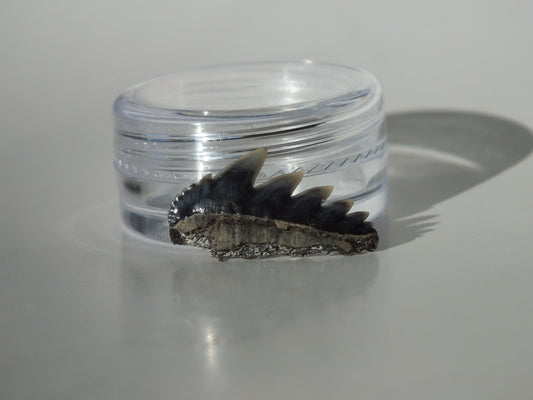 0.84" Cow Shark Tooth (Calvert Cliff)