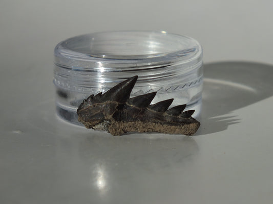 0.91" Cow Shark Tooth (Calvert Cliff)