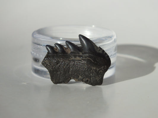 0.86" Cow Shark Tooth (Calvert Cliff)