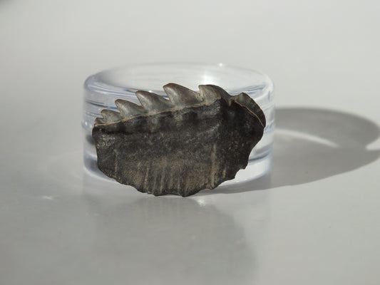 0.97" Cow Shark Tooth (Calvert Cliff)