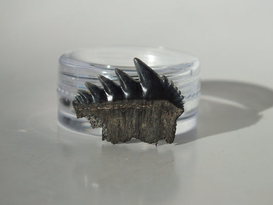 0.84" Cow Shark Tooth (Calvert Cliff)