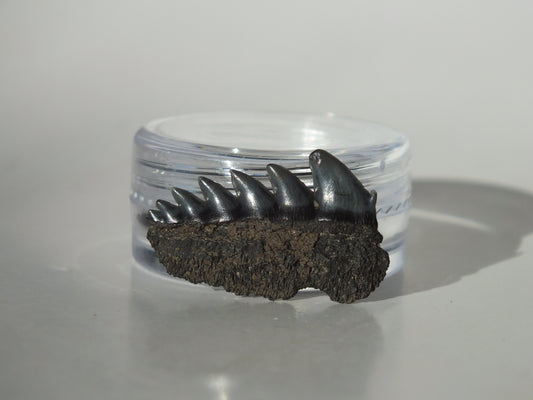 0.96" Cow Shark Tooth (Calvert Cliff)