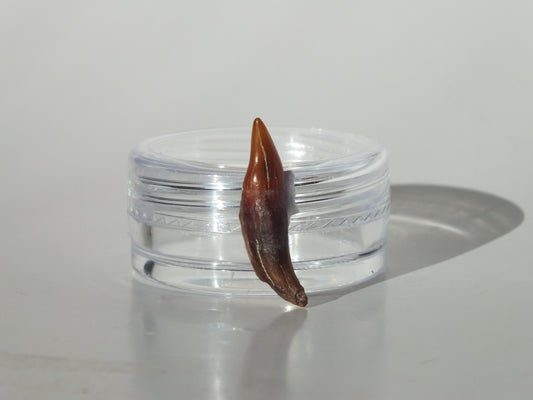 0.8" Dolphin Tooth Fossil (Chile)