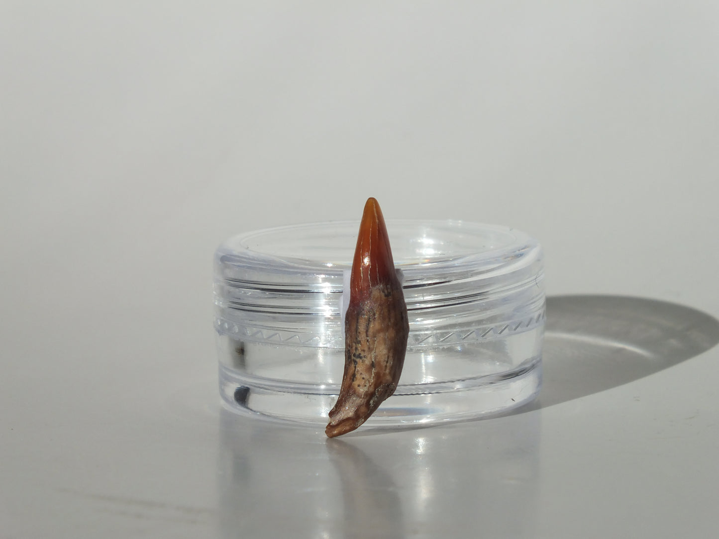 0.8" Dolphin Tooth Fossil (Chile)